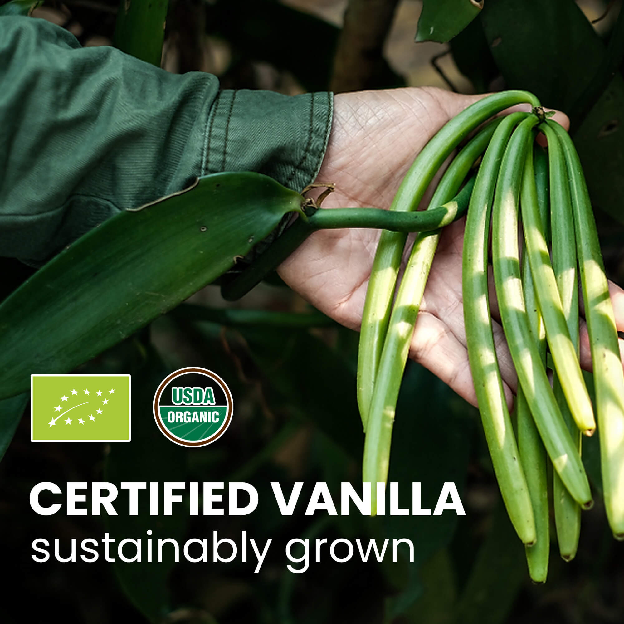 Organic Madagascar Gourmet Vanilla Beans (14-18 cm)